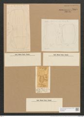 Amphora (Amphoropsis) decipiens Grun. (de-Toni-Nr.: Genus 31, Species 1379) Zeichnungen Sammlung Grunow Nr. 2609 (NHMW-BOT-W0369837)